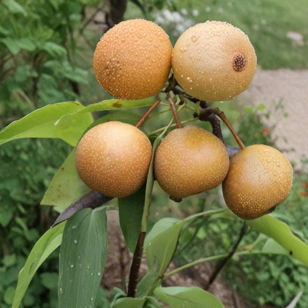 Niitaka Pear – Pyrus pyrifolia 25+ Seeds for Planting | Fresh Seeds | FREE Shipping Large Asian Pear Variety | Crisp & Juicy Fruit | Backyard Orchard Starter