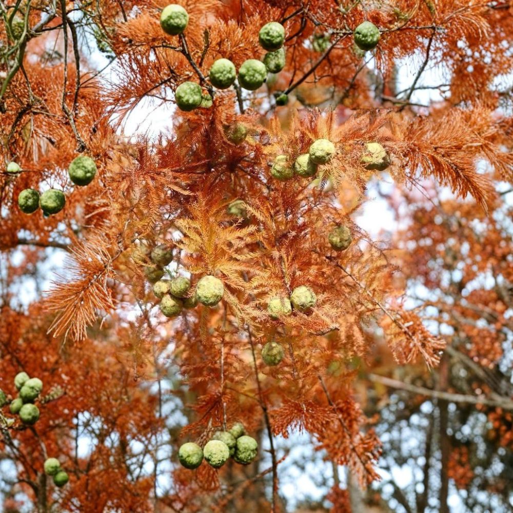 Dawn Redwood Tree – Metasequoia glyptostroboides Live Bare Root (2 Pack) | 2 Ft Tall | Fast Growing Deciduous Conifer | Unique Landscape Tree