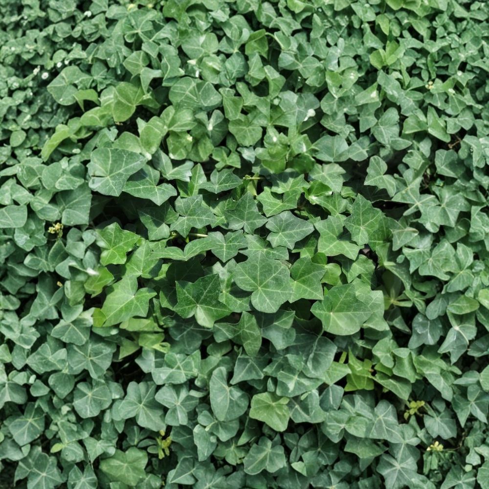 English Ivy Cuttings – 20 Heirloom Hedera Helix Vines | 6 Inch Unrooted Cuttings | Easy to Grow Climbing Plant | Indoor Outdoor Greenery