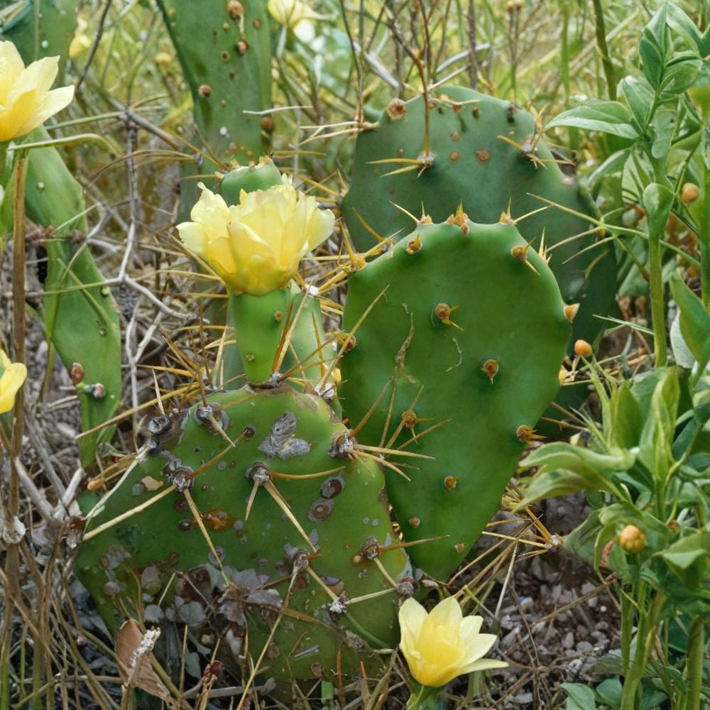 Beach Prickly Pear – Opuntia dillenii Cactus Seeds | 10 Count | Hardy Coastal Variety Yellow Blooms | Exotic Desert Plant | Cold Tolerant
