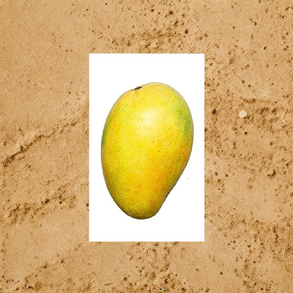 Lemon Meringue Mango Tree – Mangifera indica ‘Lemon Meringue’ (Pu Pyi Klai) Grafted Live Tree | 1 Foot Tall | Shipped in 6" Pot Sweet-Tart Lemony Flavor | Premium Grafted Variety | Tropical Favorite