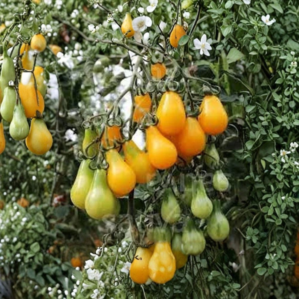 Yellow Pear Cherry Tomato – Organic Variety 100 Seeds | USA Grown | Free Shipping Indeterminate Heirloom | Sweet Pear-Shaped Fruit | High Yield