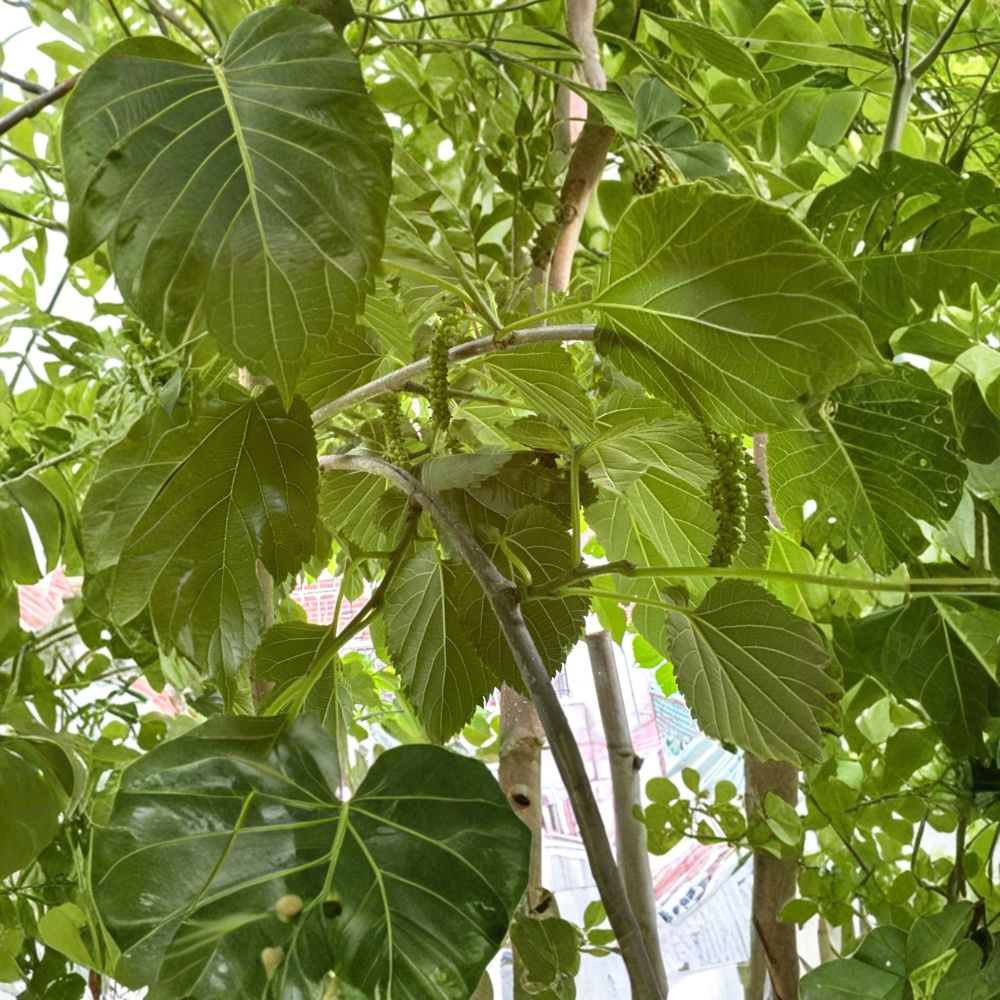 Pakistani Mulberry Tree – Live Rooted Cutting | Morus macroura Fruit Tree in Grow Bag | Sweet Long Fruit Variety | Fast Growing