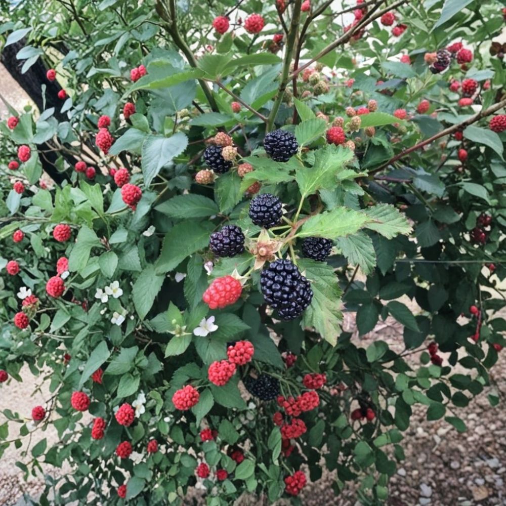 Sweetie Pie Thornless Blackberry Plants – Set of 2 Live Starter Plants | 4–10 Inches Tall | Sweet Juicy Berry Variety | Easy Grow Fruit Bush | Backyard Garden Berry