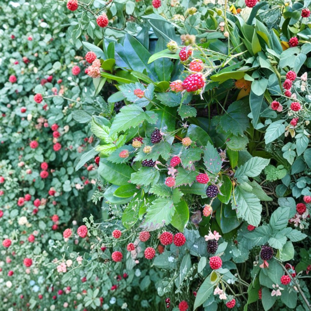 California Pacific Blackberry – Rubus ursinus Live Bare Root Plant | 10–15 Inch Vine | Wild Trailing Berry Plant | Edible Groundcover | Easy to Grow