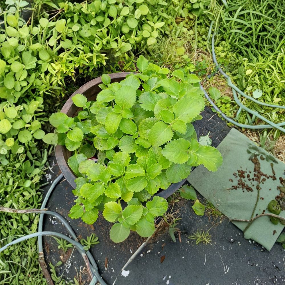 Cuban Oregano – 6 Cuttings Tropical Herb | Rooted Starter Plants | Spanish Thyme Indian Borage | Edible Medicinal Herb