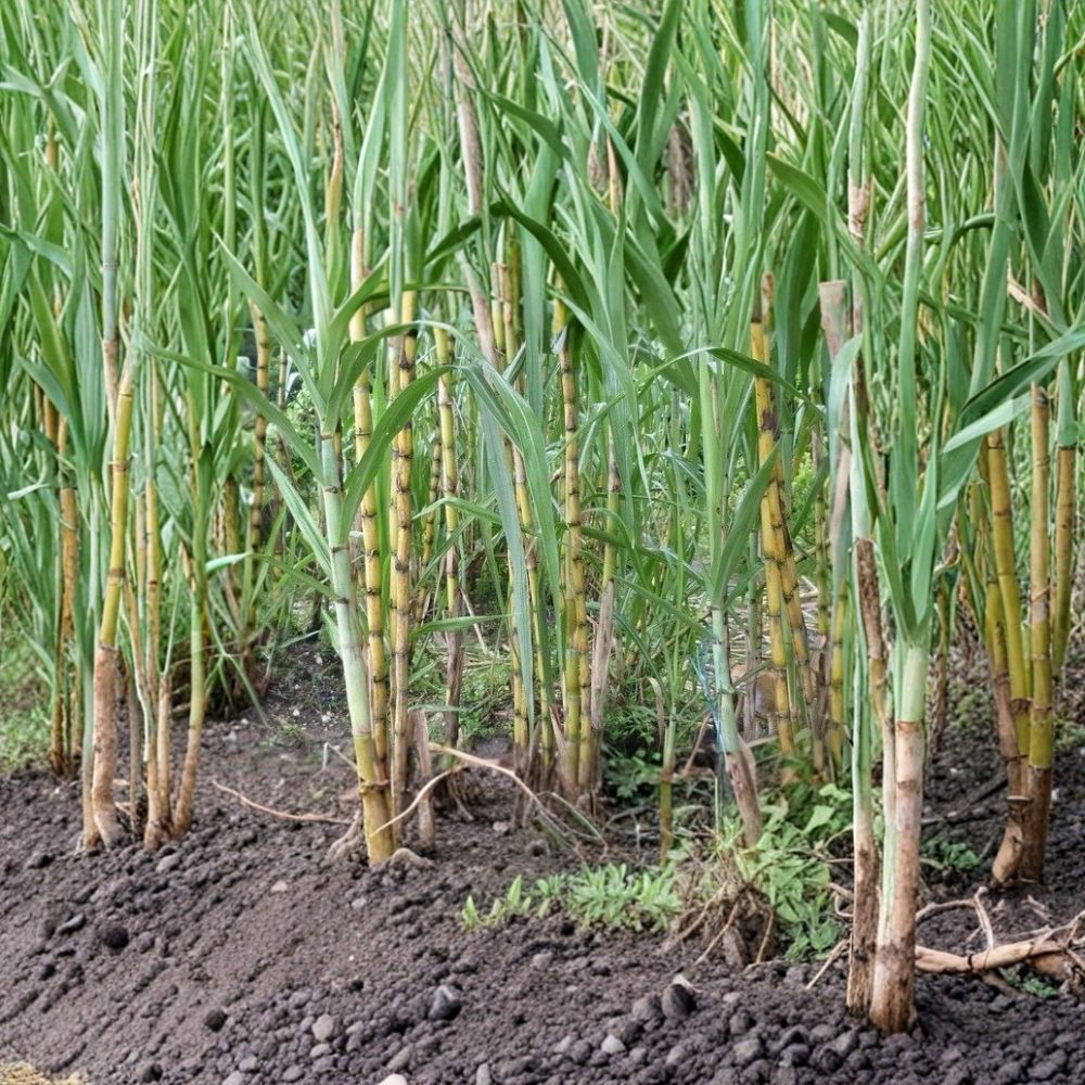 Sugarcane Cuttings – 5 Rooted Pieces Ready to Plant | Sweet Juicy Tropical Sugar Cane | Fast Growing Edible Garden Plant