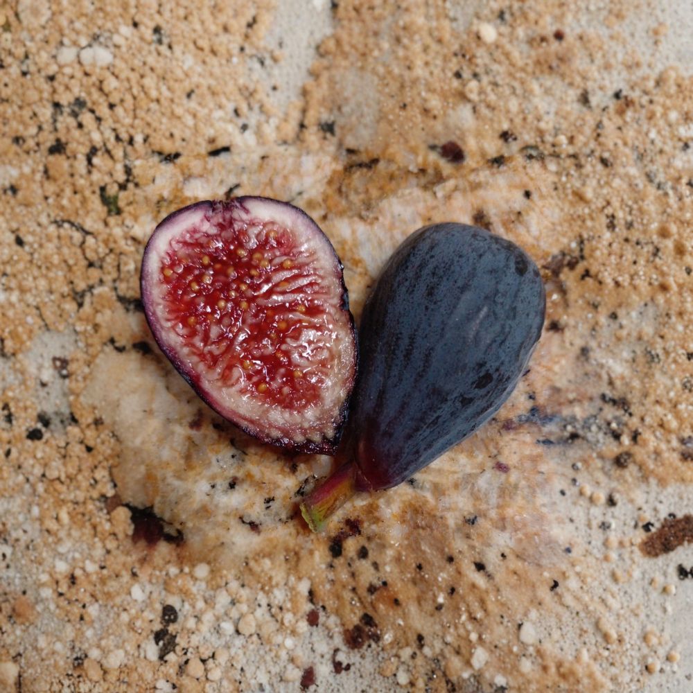 Black Mission Fig Cuttings – 3 Fresh Ficus carica Cuttings | Sweet Berry Flavor Fig Tree | Easy to Root | Self Fertile Fruit Plant