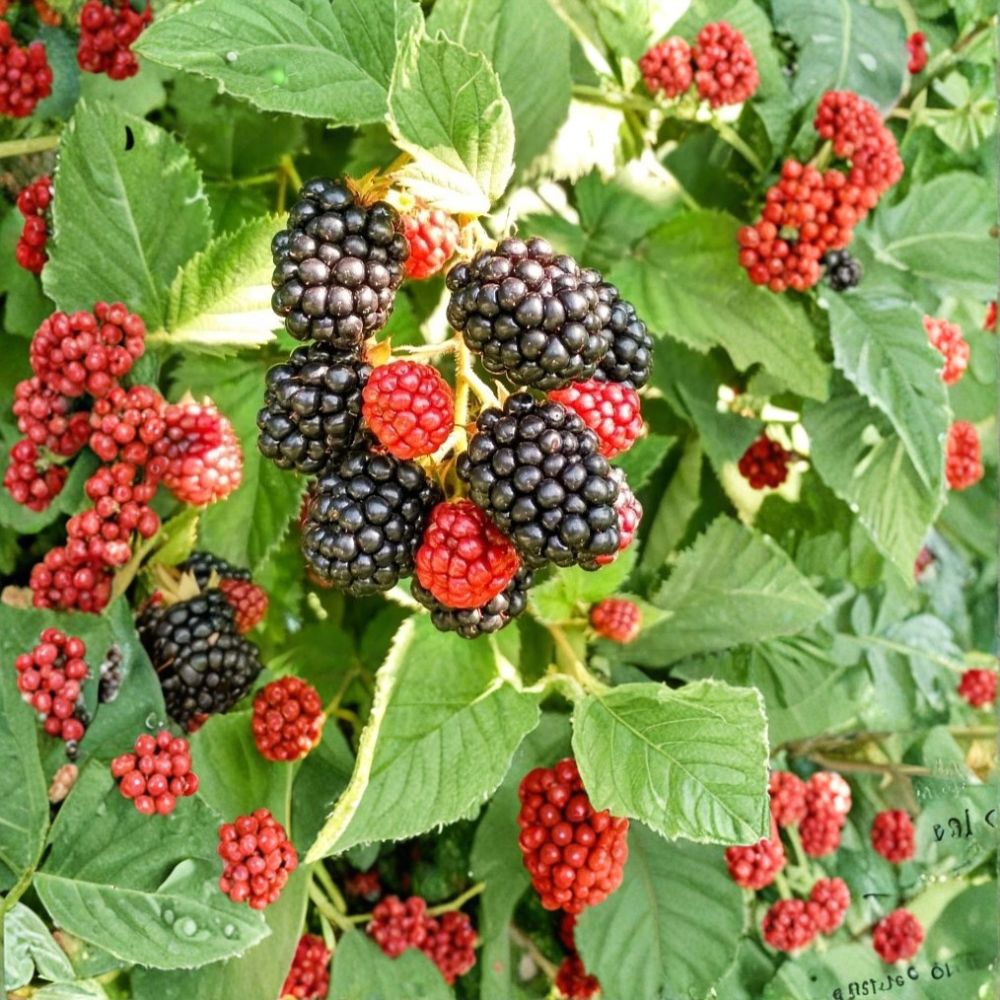 Chester Thornless Blackberry Plants – Set of 2 Live Starter Plants | 4–10 Inches Tall | Sweet Firm Berry Variety | Easy Grow Fruit Bush | Backyard Garden Berry