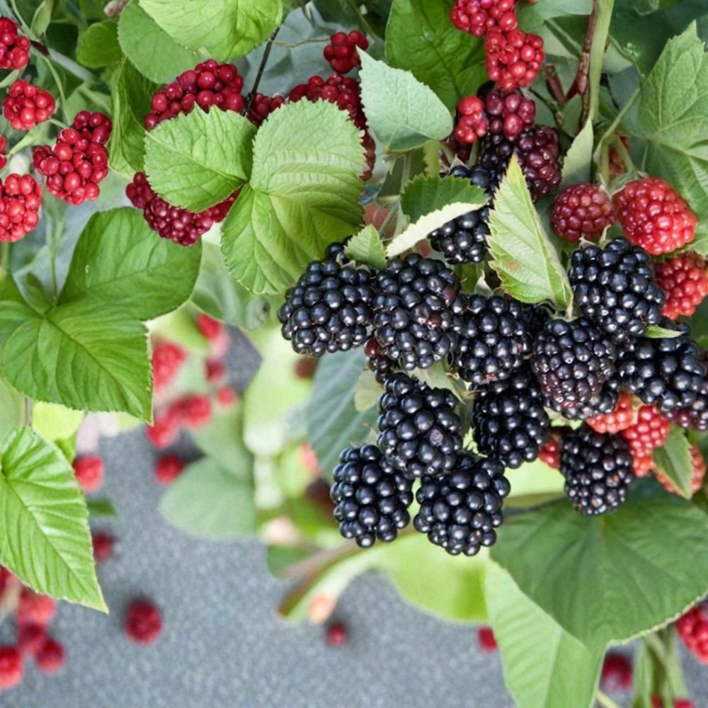 Chester Thornless Blackberry – 3 Live Starter Plugs | Rubus fruticosus | 3–6 Inches Tall | Sweet Firm Berry Variety | Bare Root Blackberry Plants