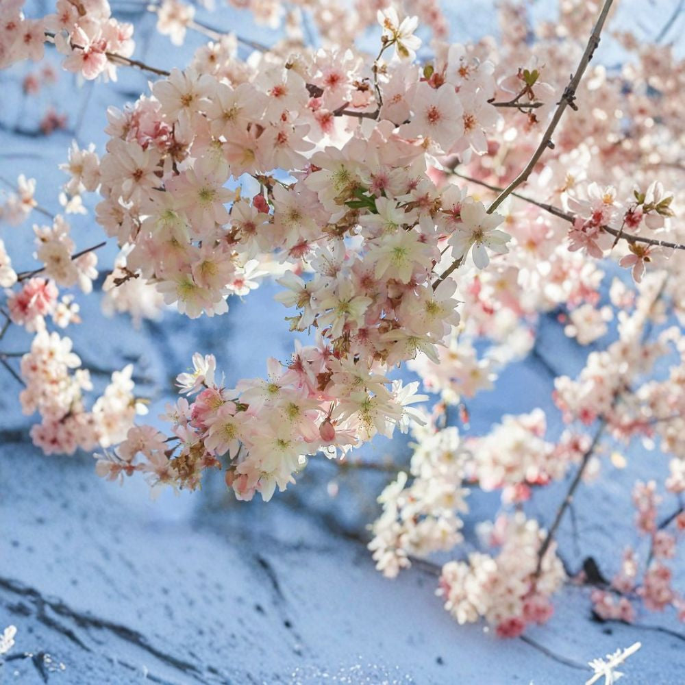 Prunus subhirtella ‘Autumnalis Rosea’ – Autumn Flowering Cherry Live Ornamental Tree | 2–3 Feet Tall | Shipped in 3 Gallon Pot Pale Pink Spring Blooms | Fall Color | Elegant Landscape Accent