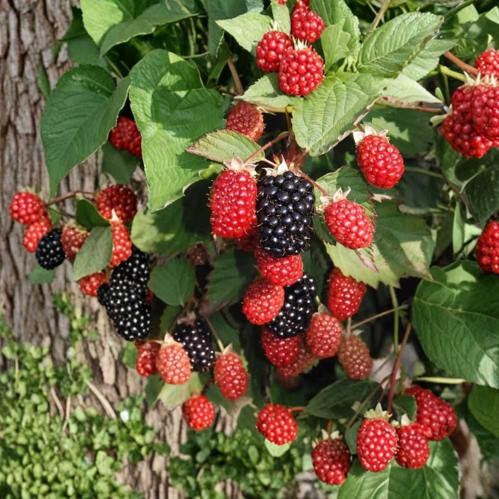 Twilight Thornless Blackberry – 3 Live Starter Plugs | Rubus Berry Plants | 3–6 Inches Tall | Sweet Firm Fruit Variety | Bare Root Blackberry Plants