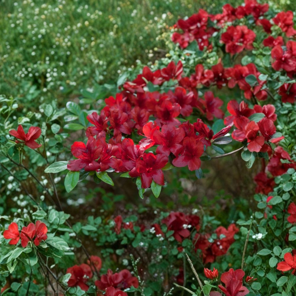 Midnight Flare Azalea – Rhododendron Deciduous Live Plant | Small Rooted Starter in Pot | Vibrant Garden Shrub | Shade Loving