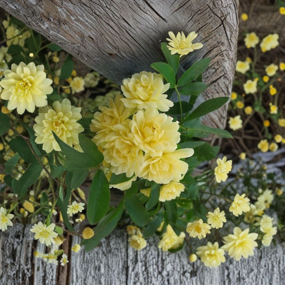 Yellow Lady Banks Rose Cuttings Set of 4 | Thornless Climbing Rose | Yellow Flowering Vine | Easy to Root | Organic Garden Plant