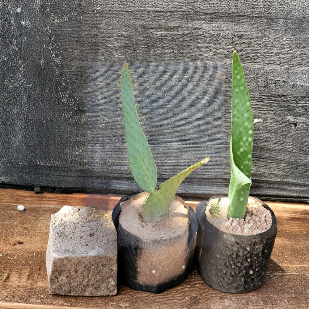 Prickly Pear Cactus – Opuntia Live Cutting | 6–10 Inches | Ready to Root Desert Succulent | Easy Care | Drought Tolerant Plant