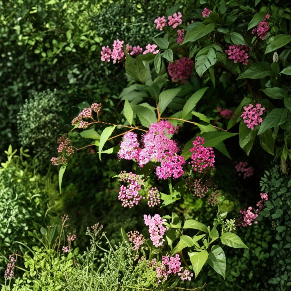 Spirea Douglasii – 10 Cuttings Pink Purple | Spiraea Flowering Shrub | Organic Live Plant Cuttings | Easy Grow Garden Plant