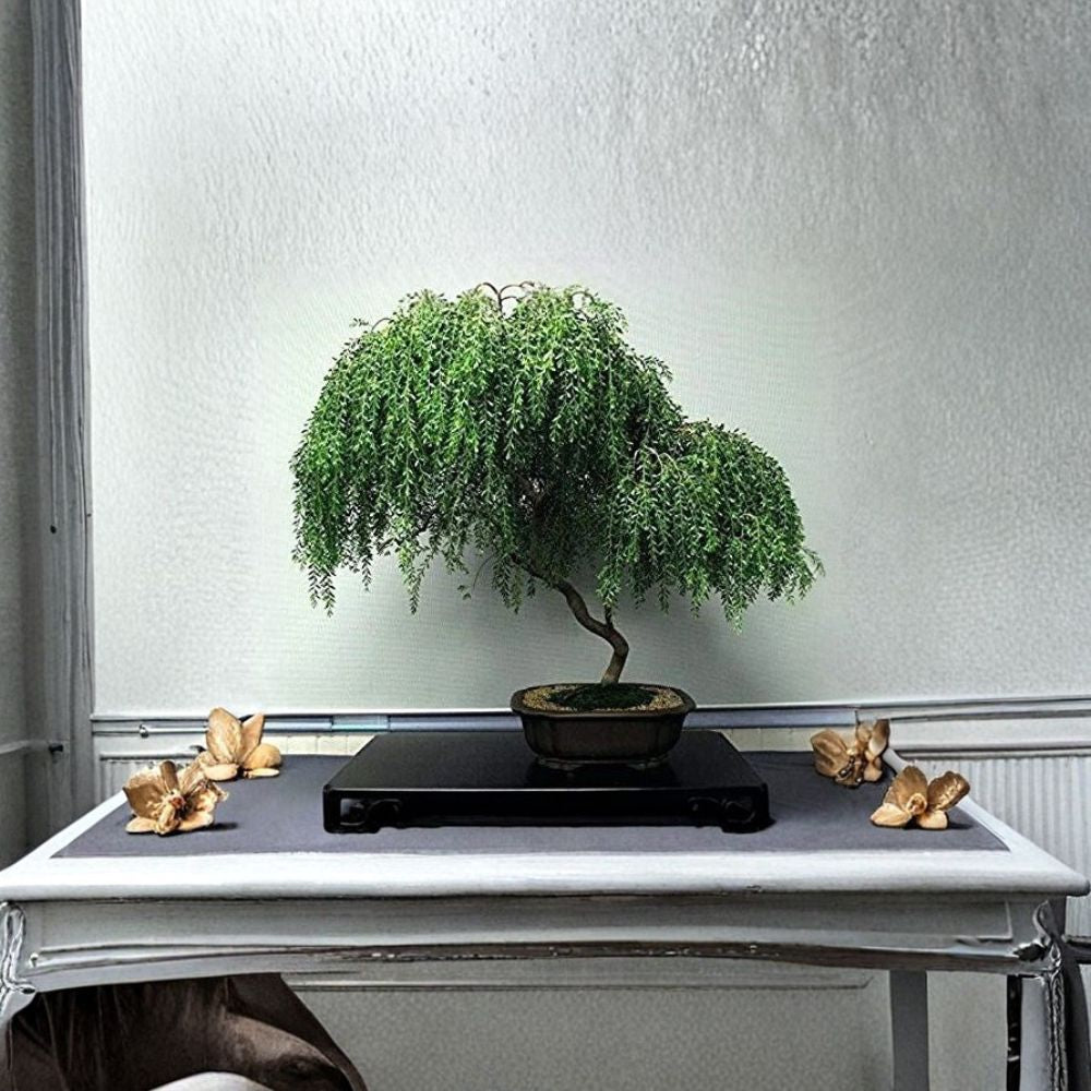 Dwarf Weeping Willow Bonsai – Thick Trunk Cutting | Live Willow Tree Starter | Indoor Outdoor Bonsai Plant | Fast Growing Unique Tree