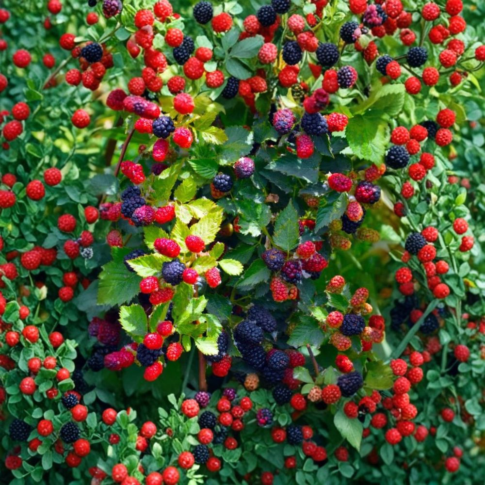 Apache Thornless Blackberry – 3 Live Starter Plugs | Rubus fruticosus Berry Plants | 3–6 Inches Tall | Large Sweet Fruit Variety | Bare Root Blackberry Plants