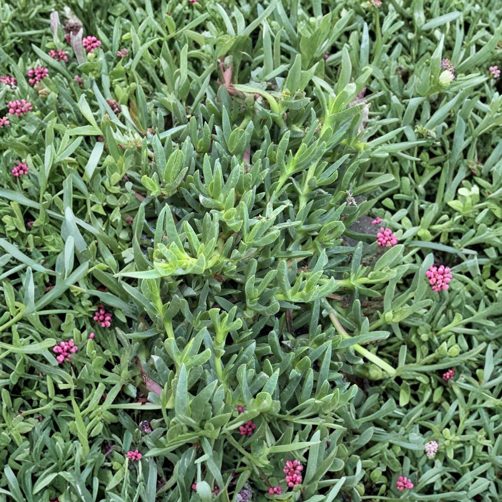 Ice Plant Cuttings – Purple Flower Live Unrooted Succulent | Set of 25 | Hardy Ground Cover Plant | Drought Tolerant | Easy to Grow