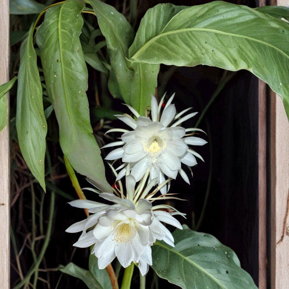 Queen of the Night Plant – Epiphyllum Oxypetalum Live Orchid Cactus | Night Blooming Fragrant Flower | Tropical Indoor Plant | Easy Care