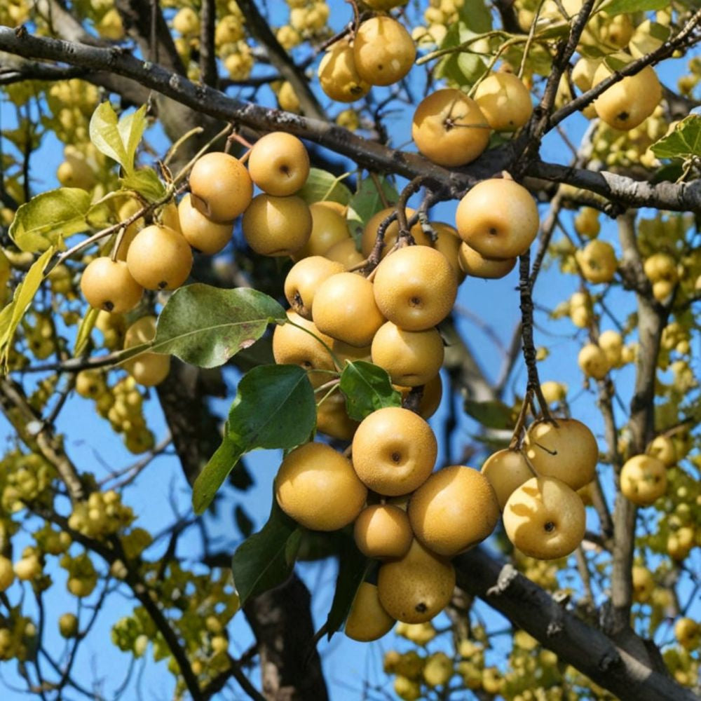 Large Korean Butterscotch Pear – Pyrus pyrifolia (韩国大梨) 10 Seeds | Sweet Crisp Fruit | Asian Pear Variety Large Juicy Dessert Pear | Home Orchard | USA Seller