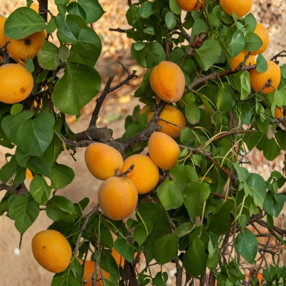 Golden Amber Apricot Tree 2-3ft – Early Sweet Fruit 3 Gal – Sejahtera ...
