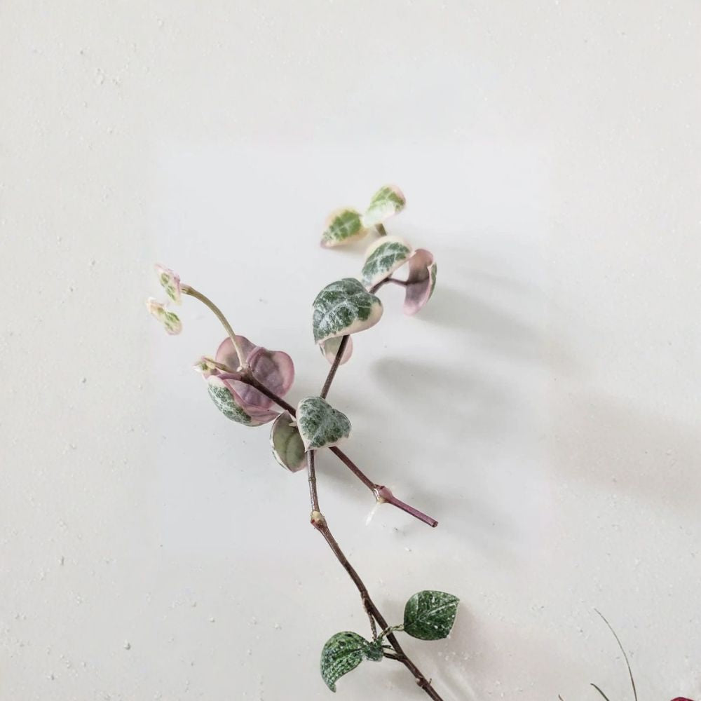 Variegated String of Hearts Cuttings Set of 8 | Ceropegia Woodii Propagation | Trailing Succulent Vine | No Pot | Easy Indoor Plant
