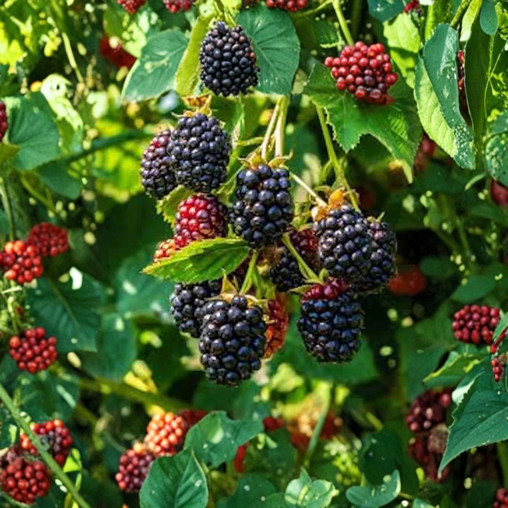 Triple Crown Thornless Blackberry – 3 Live Plants | Rubus Fruit Starter Plants | Sweet Large Blackberry Variety | Backyard Berry Garden | Easy to Grow