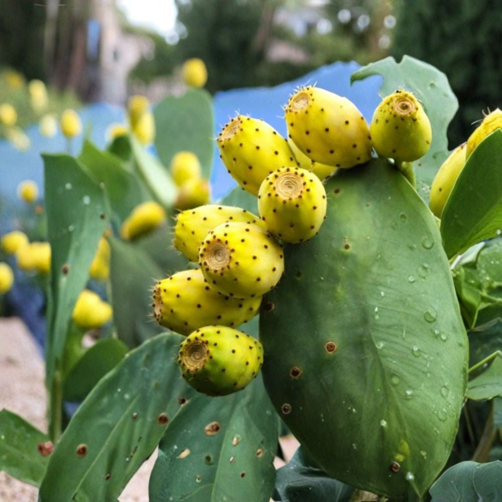 Yellow Fruit Prickly Pear – Opuntia ‘Cristalina’ (Tuna Zarca Nopal) Cactus Seeds | 15 Count | Sweet Edible Variety Edible Fruit & Pads | Ornamental Desert Plant | Easy to Grow