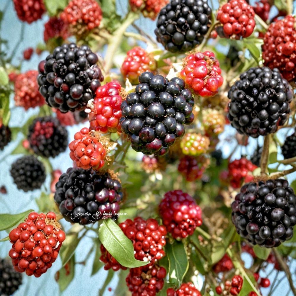 Wild Blackberry Cuttings – Set of 12 Unrooted Cuttings | Propagation Starter Stems | Natural Berry Plant | Garden Growing Project