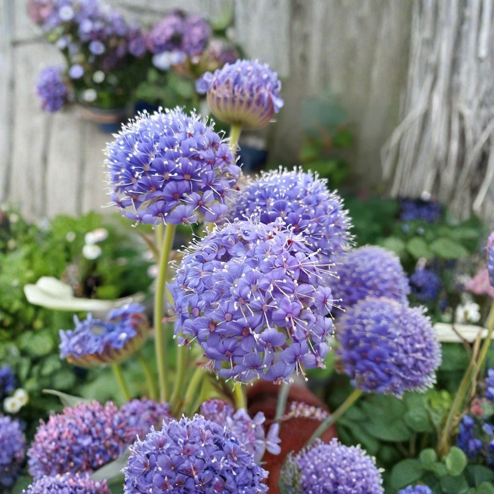 Blue Lace Flower Seeds – Didiscus caeruleus | 50 Seeds | Fragrant Cut Flower | Pollinator Friendly | Cottage Garden Favorite