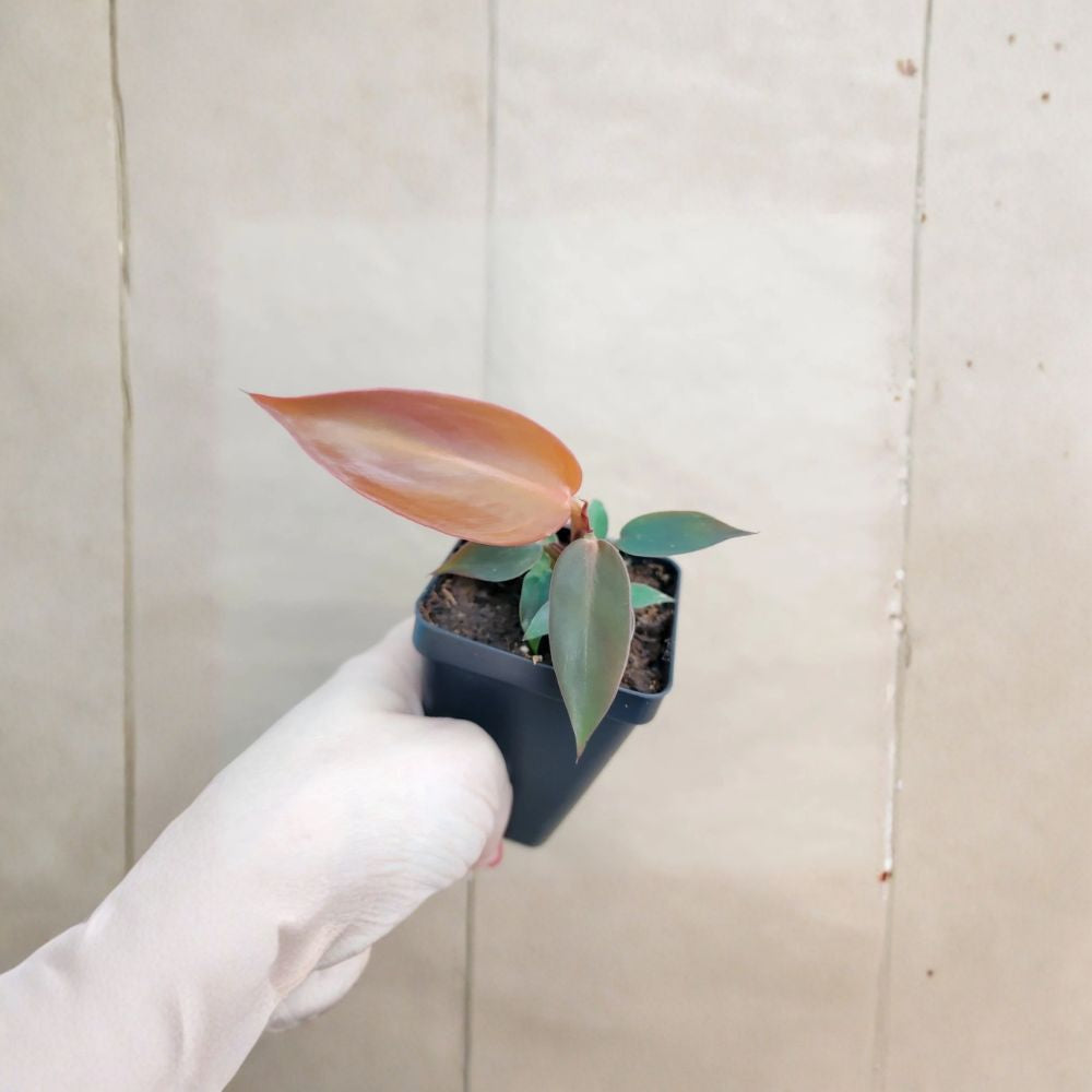 Philodendron Red Sun – Rare Live Plant in 3 Inch Pot | Tropical Aroid Houseplant | Red to Green Foliage | Indoor Decor