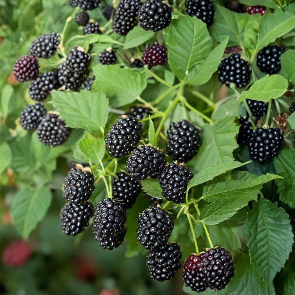 Caddo Thornless Blackberry – 2 Live Plants | 1–2 Year Old Well Rooted Plants | Sweet High Yield Berry Bush | Easy Grow Backyard Fruit Garden