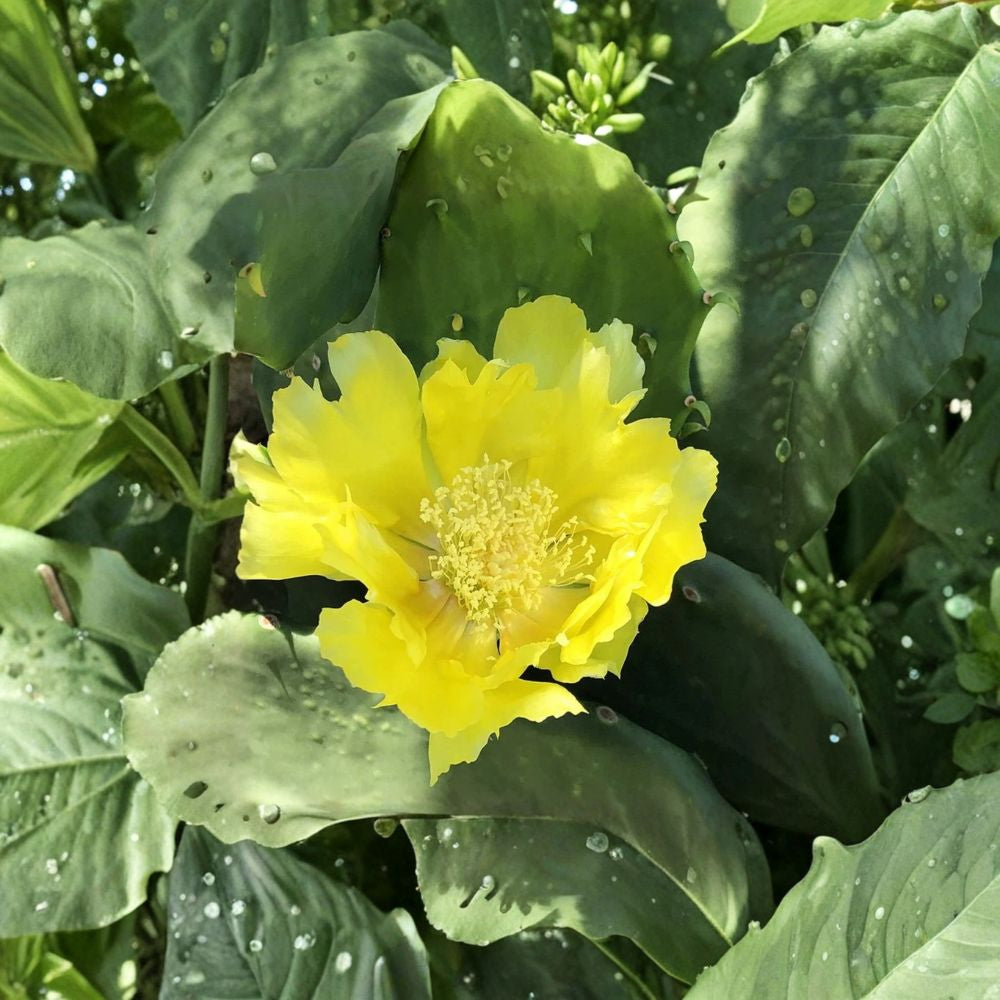 Opuntia Gomei – Old Mexico Cactus 2 Pad Cuttings | 6–10 Inches Each | Easy to Root Yellow Blooming Prickly Pear | Drought Tolerant | Giant Pad Variety