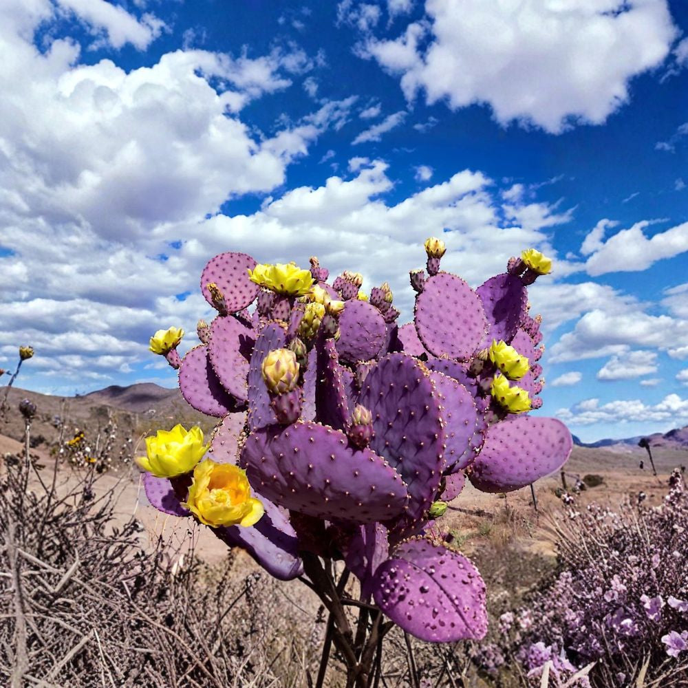 Purple Prickly Pear – Opuntia santarita Cactus Seeds | 20 Count | Rare Santa Rita Variety Vibrant Purple Pads | Edible Fruit | Hardy & Drought Tolerant