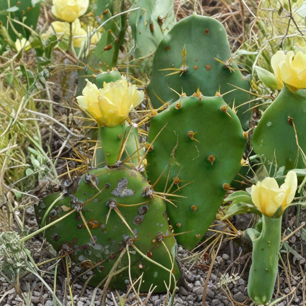 Opuntia dillenii – Beach Prickly Pear 10 Seeds | Yellow Flowering Cactus | Hardy Opuntia Exotic Flat Pad Cactus | Rare Desert Plant | Zone 7+