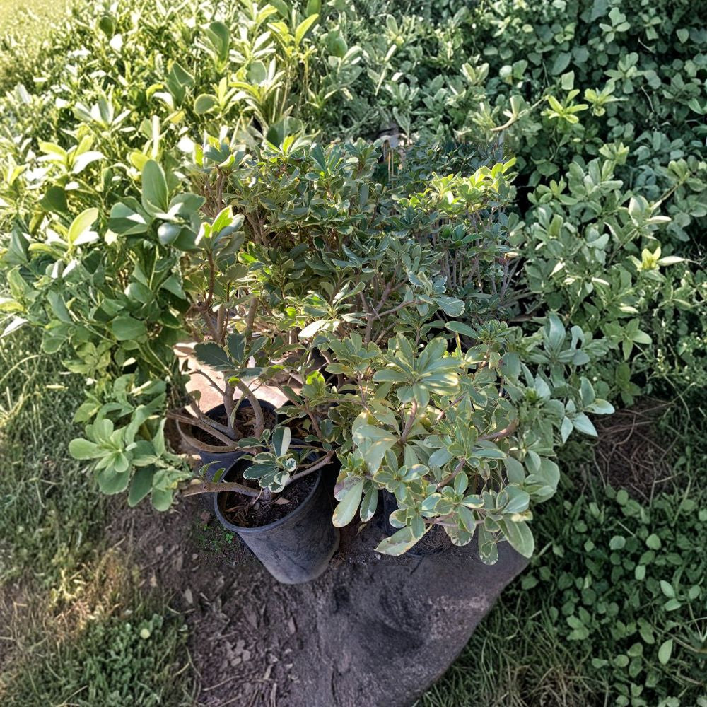 Variegated Tobira – Pittosporum tobira ‘Variegata’ Live Evergreen Shrub | 1–2 Feet Tall | Shipped in 3 Gallon Pot Cream-Edged Foliage | Fragrant Spring Blooms | Hedge & Coastal Friendly