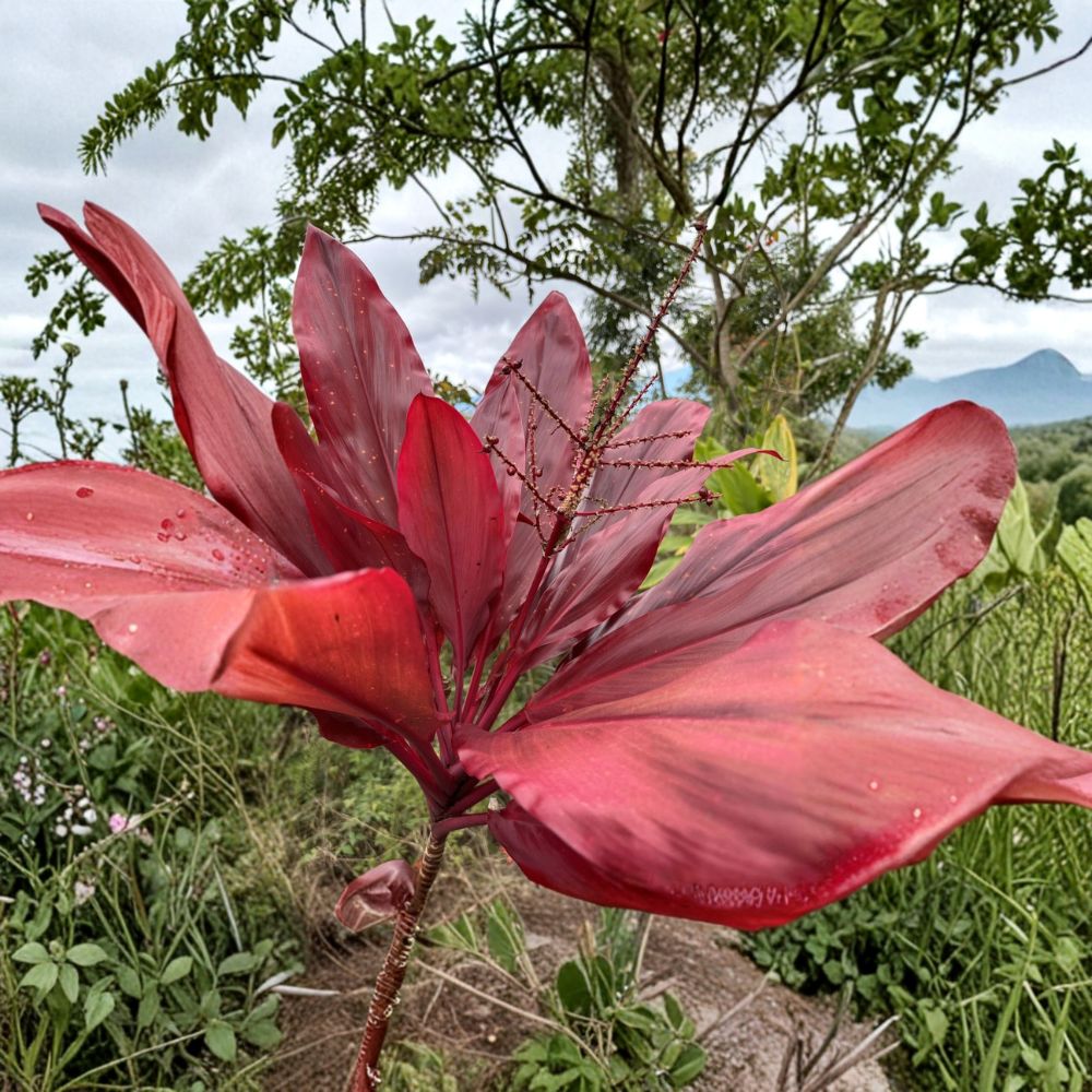 Hawaiian Red Ti Plant Cuttings – Lilinoe Cordyline fruticosa Logs | 6 Fresh Cuttings | 6 Inch Starter Logs | Tropical Plant | Easy to Grow