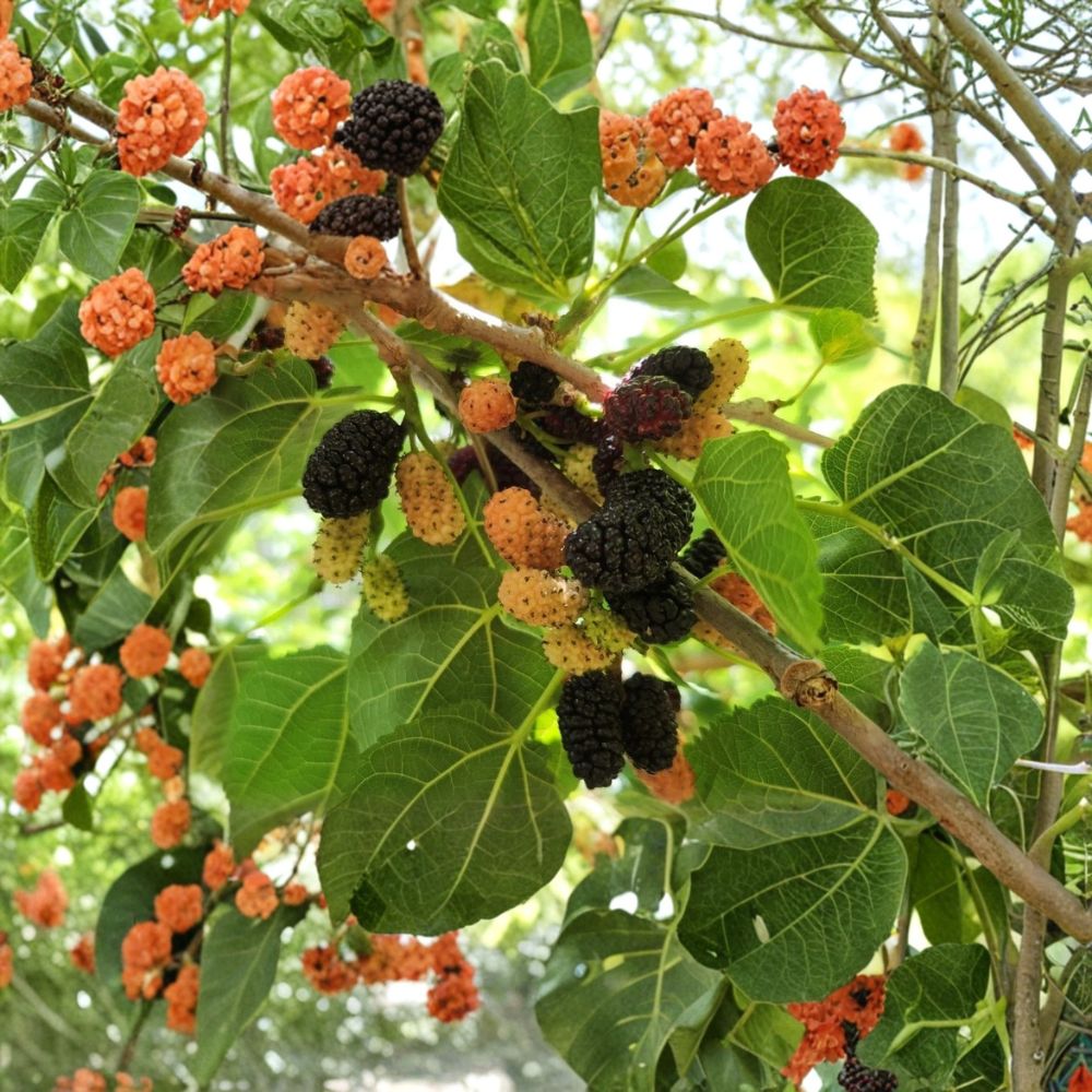 Black Mulberry Tree Cuttings – 30 Unrooted Propagation Cuttings | Large Sweet Fruit Variety | Fresh Mulberry Propagation Stems | Grow Your Own Mulberry Tree