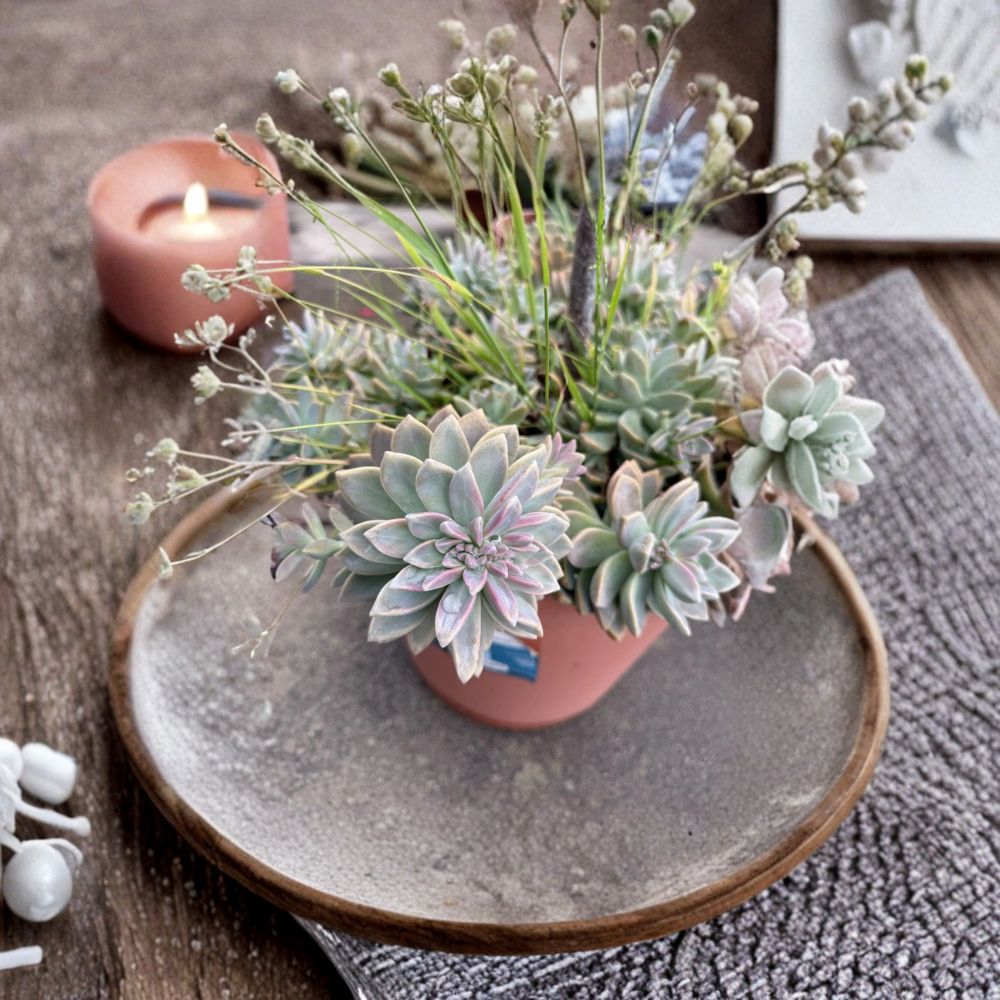Ghost Plant Succulent – Graptopetalum paraguayense Cutting | 4 Inch Live Succulent | Pink Green Rosette Easy Care Plant