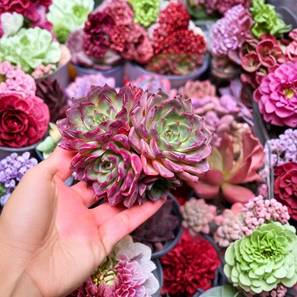 Echeveria ‘Midnight Beauty’ Live Plant – Rare Dark Succulent | Bare Root Rosette | Indoor Houseplant | Purple Black Echeveria