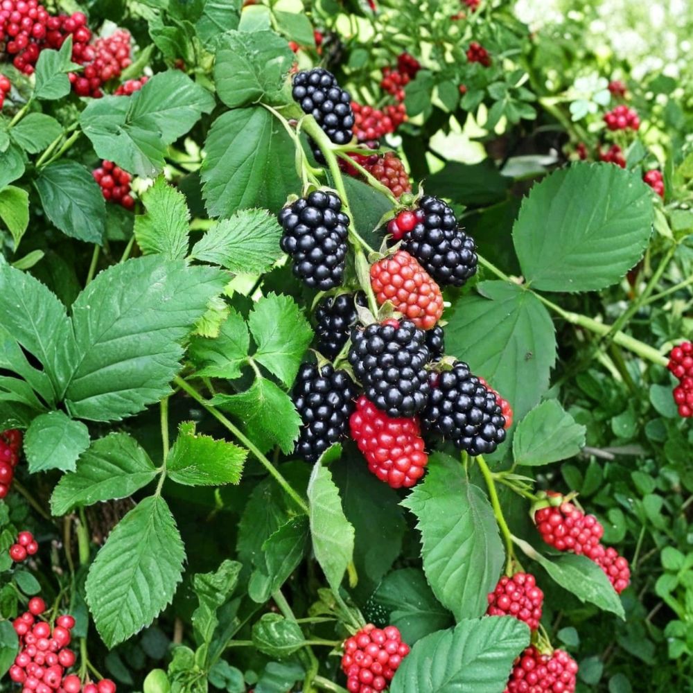 Navaho Thornless Blackberry Plants – Set of 2 Live Starter Plants | 4–10 Inches Tall | Sweet Firm Berry Bush | Easy Grow Fruit Garden Plant
