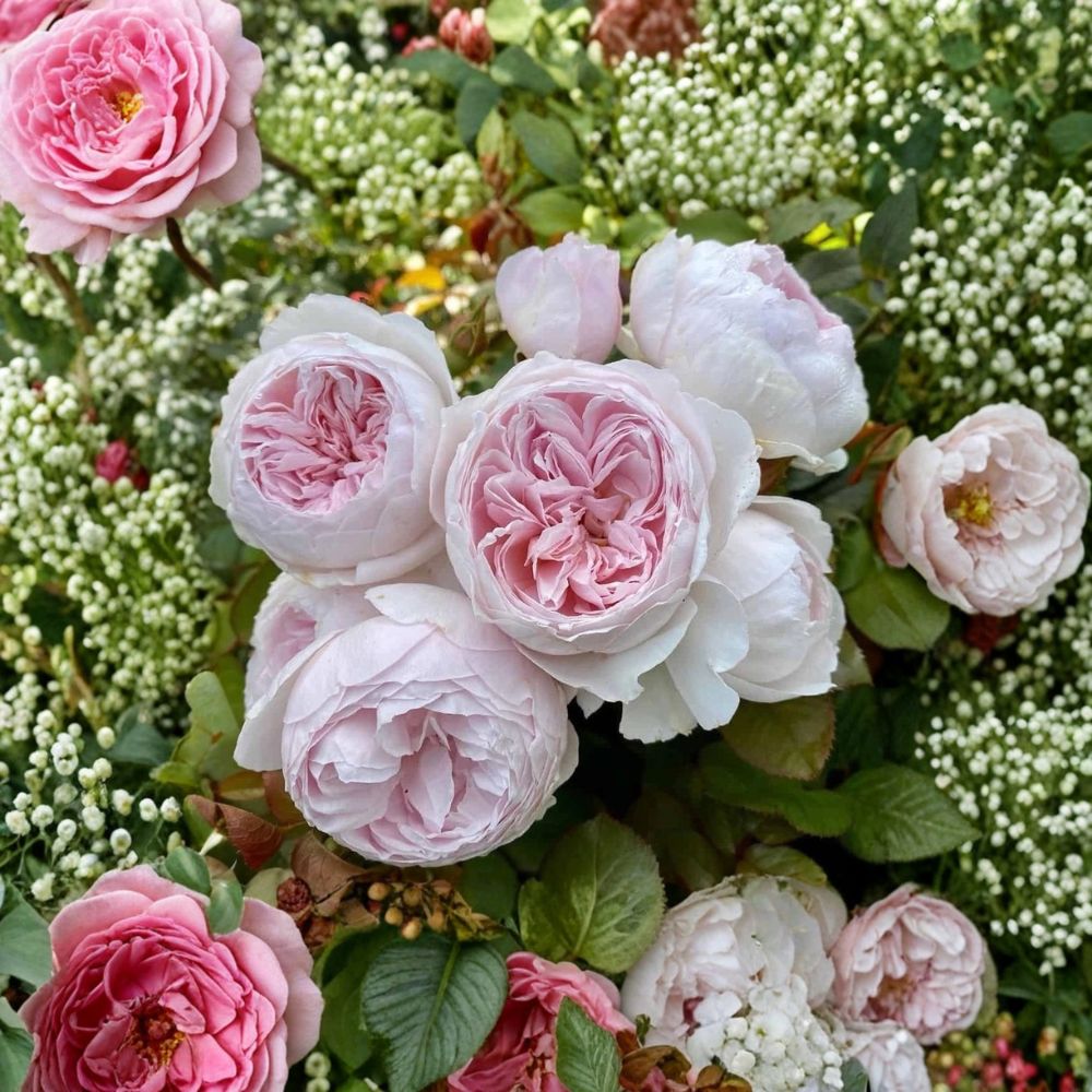 Earth Angel Rose – 6 Unrooted Cuttings 6 Inch | Floribunda Garden Rose | Fragrant Blooming Plant | Romantic Cream Pink Roses