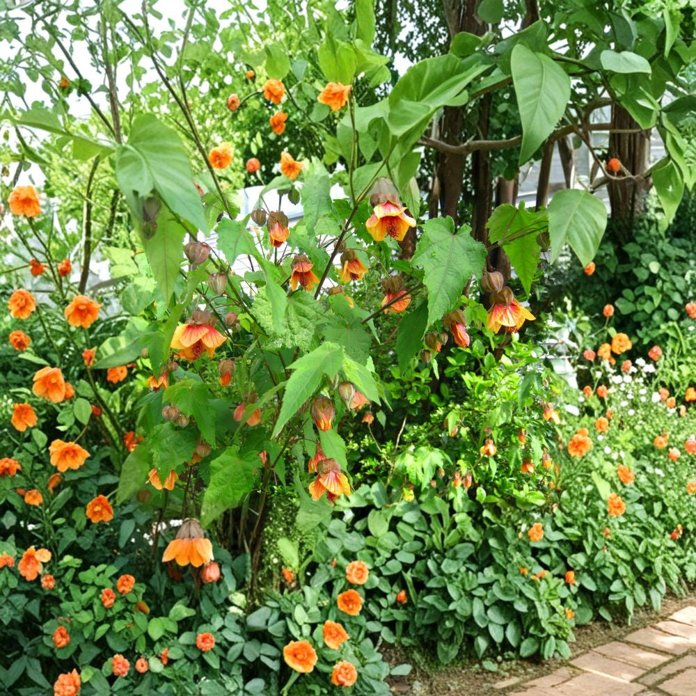 Abutilon ‘Apricot’ – Flowering Maple Live Flowering Shrub | 2 Feet Tall | Shipped in 3 Gallon Pot Soft Apricot Blooms | Pendant Lantern Flowers | Patio & Garden Accent