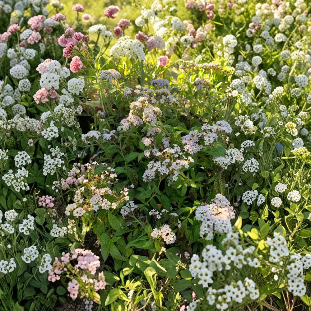 White Heliotrope – Heliotropium arborescens Live Plant | 6 Inch Pot | Sweet Vanilla Fragrance Spicy Vanilla Scent | Spreading Habit | Pollinator Friendly