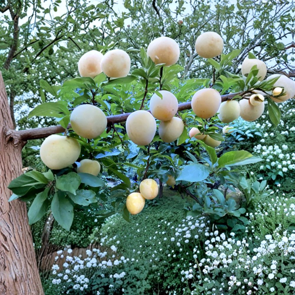 Japanese Yellow Plum Cuttings – 4 Unrooted Fruit Tree Cuttings | Large Sweet Juicy Plum | Edible Landscaping Plant