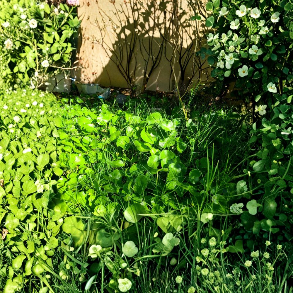 Gotu Kola Live Plants – Centella Asiatica | 15 Rooted Starter Plants | Pennywort Herb | Medicinal Ground Cover | Easy to Grow Indoor Outdoor