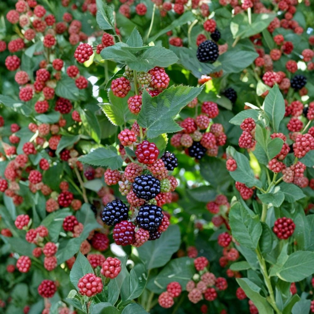 Chester Thornless Blackberry Plants – Set of 4 Live Starter Plants | 4–10 Inches Tall | Sweet Firm Berry Bush | High Yield Garden Fruit Plant