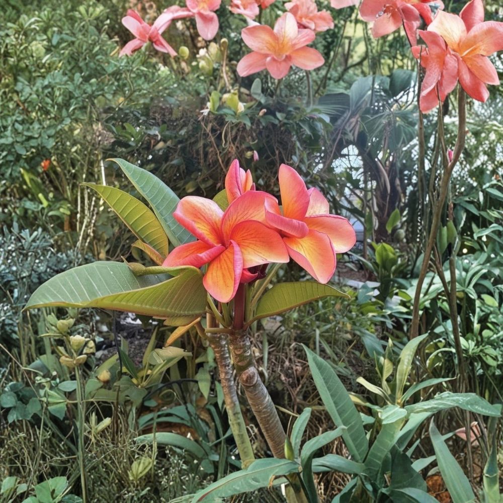 Karma Plumeria Cutting – Mid Cut Frangipani Live Unrooted | Under 12 Inches | Tropical Flowering Plant | Multi-Branch Potential