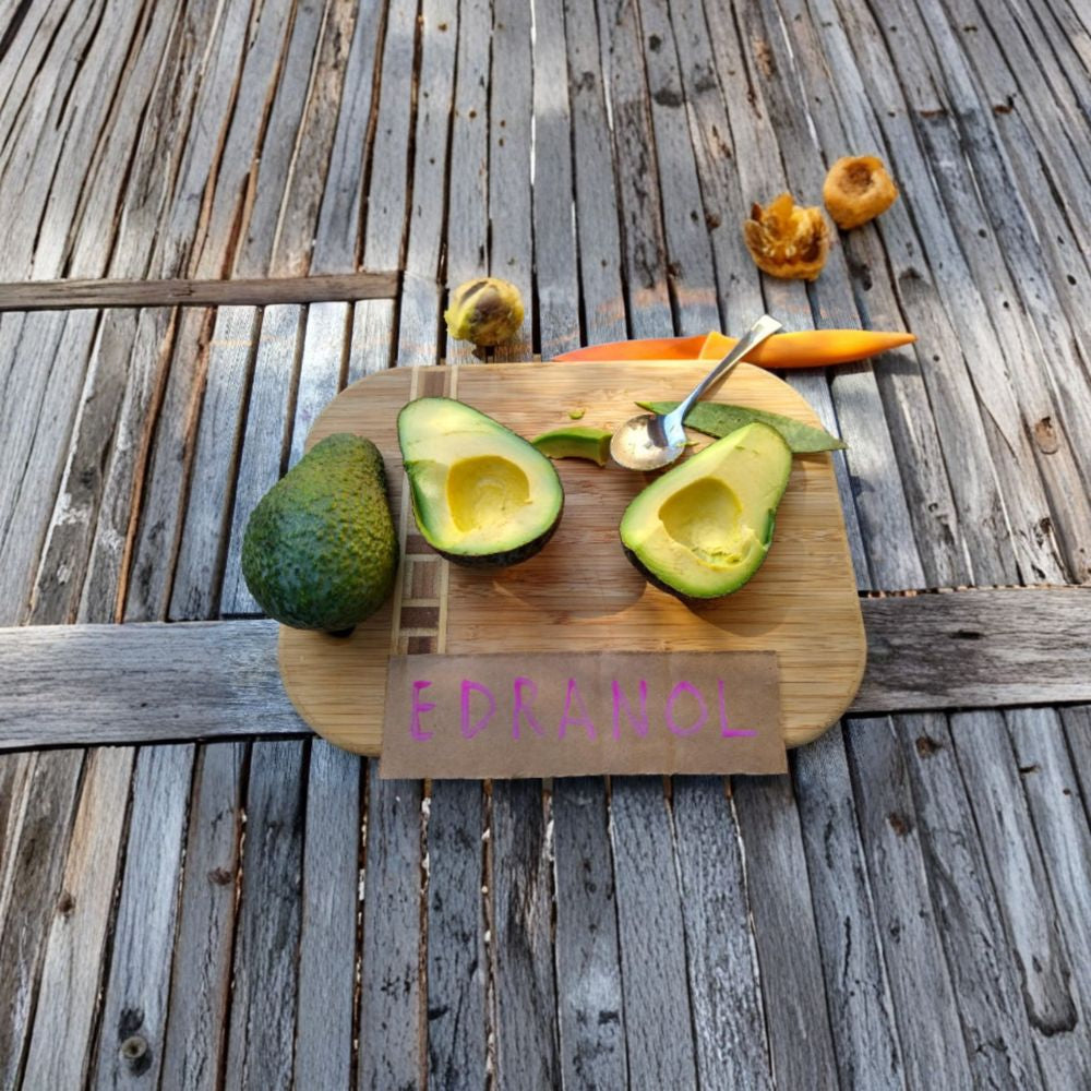 Edranol Avocado Tree – Persea americana ‘Edranol’ Grafted Live Tree | 1 Foot Tall | Shipped in Plastic Grow Bag Rich Flavor Avocado | Compact Starter Tree | Backyard Orchard Ready